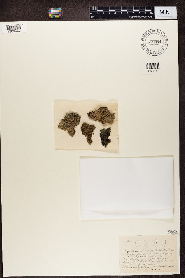Amphiloma plumbea image