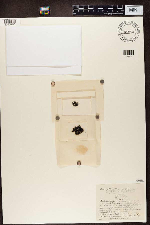 Lichina pygmaea image