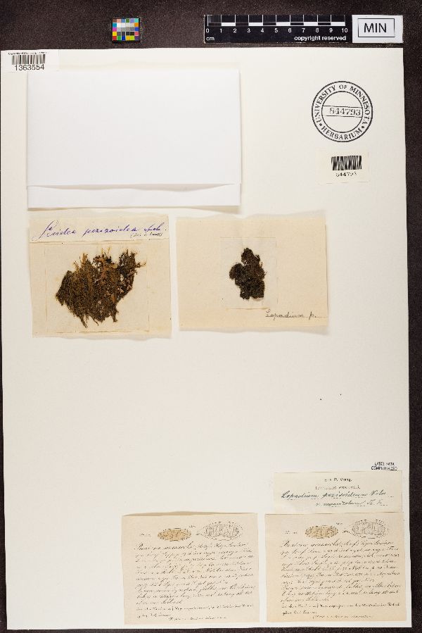 Lopadium pezizoideum image