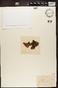 Image of Arthonia fuscopurpurea