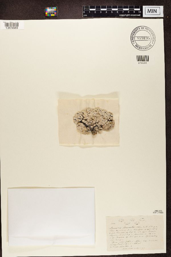 Lecanora lamarckii image