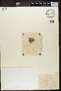 Pertusaria ocellata image