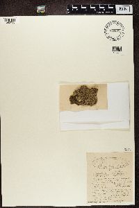 Pertusaria pseudocorallina image