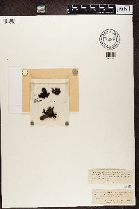 Umbilicaria polyphylla image