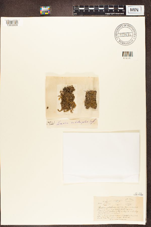 Biatora sphaeroides image