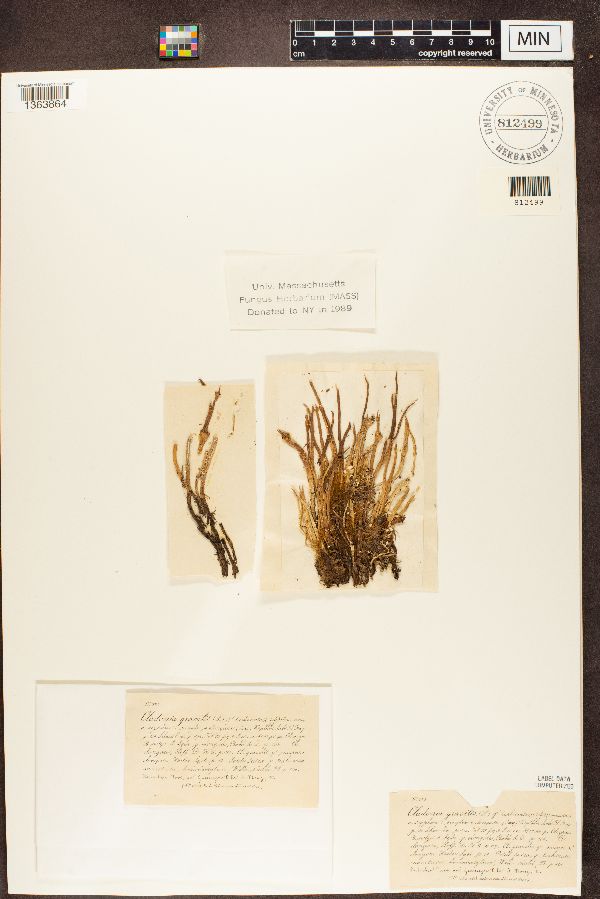 Cladonia gracilis var. turbinata image