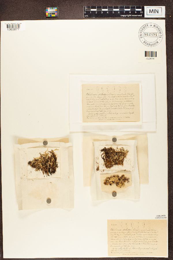 Cladonia stellata image