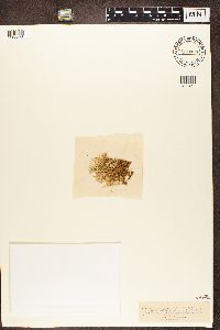 Cladonia stellata image