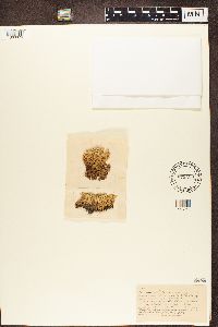 Cladonia stellata image