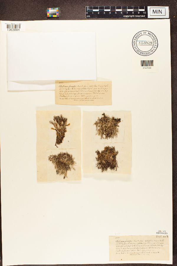 Cladonia furcata var. stricta image