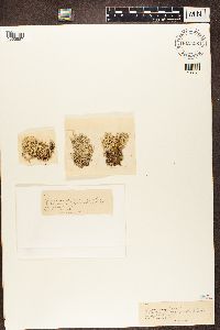 Cladonia rangiferina var. vulgaris image