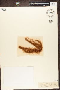 Bryopogon jubatus image