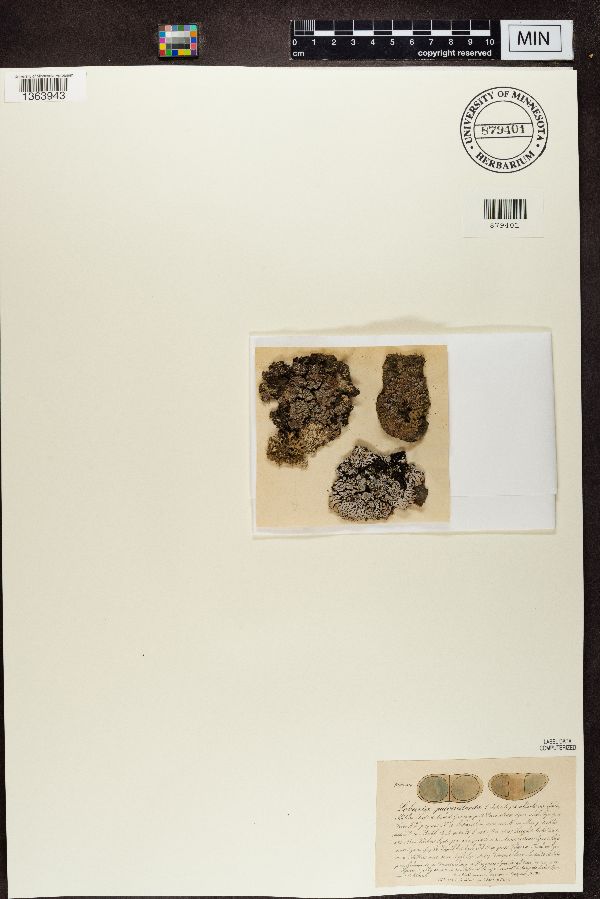 Physconia pulverulenta image