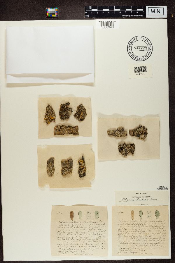 Lobaria tenella image