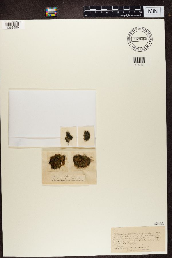 Collema palmatum image