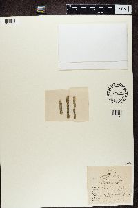Pertusaria sommerfeltii image