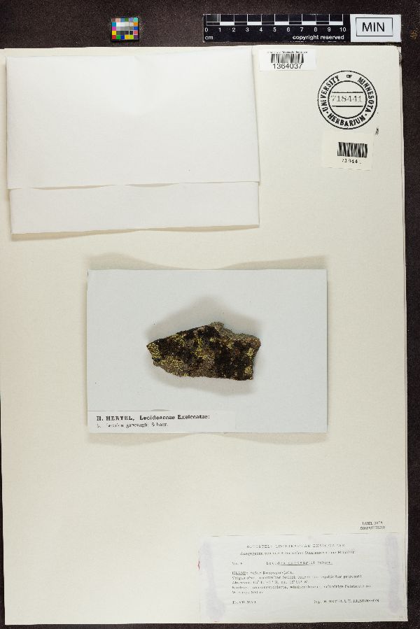 Lecidea garovaglii image