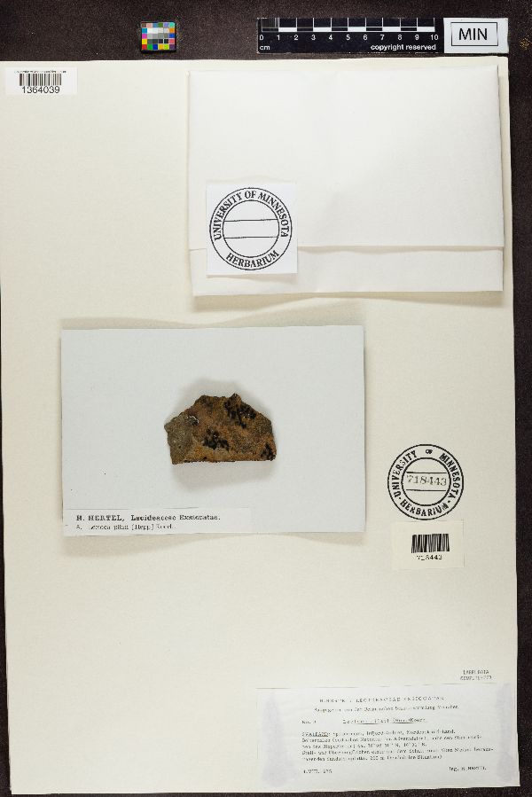 Lecidea pilati image