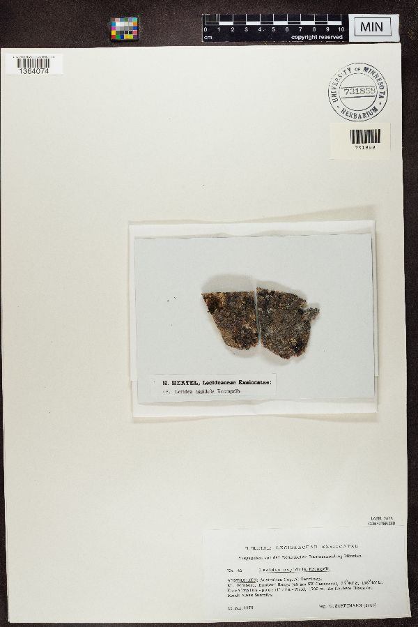 Lecidea aspidula image