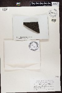 Rhizocarpon geminatum image