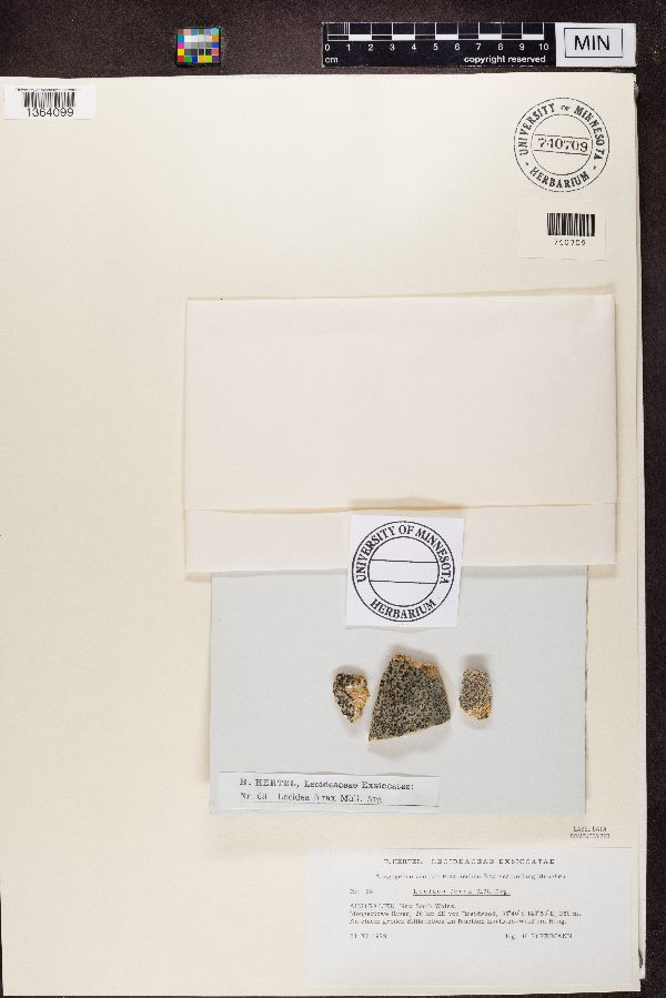 Lecidea ferax image