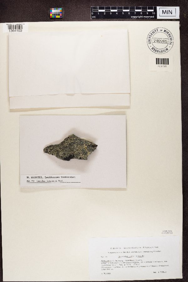 Lecidea luteoatra image