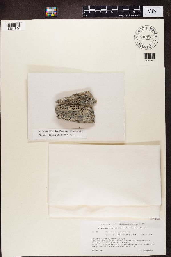 Cecidonia umbonella image