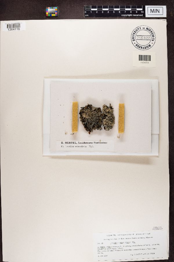 Lecidea ementiens image