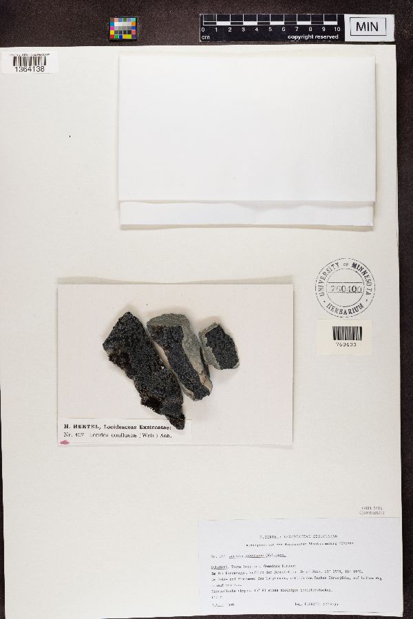 Lecidea confluens image