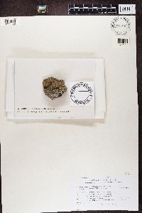 thumbnail image of current specimen