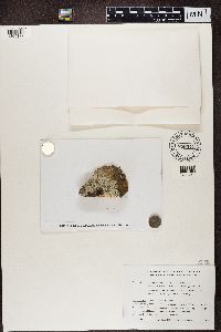 Lecanora subcoarctata image