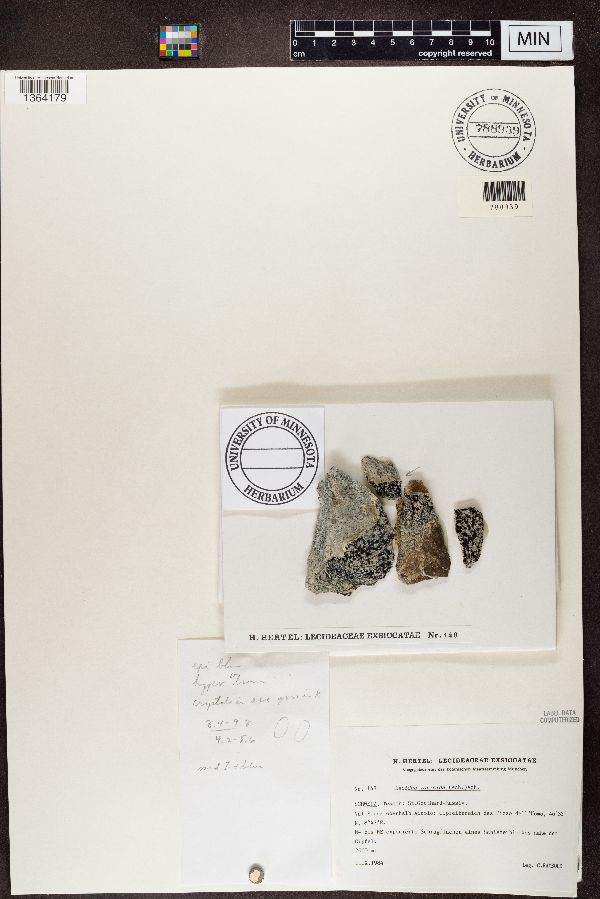 Lecidea lapicida image
