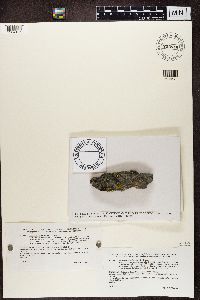 Image of Carbonea vitellinaria