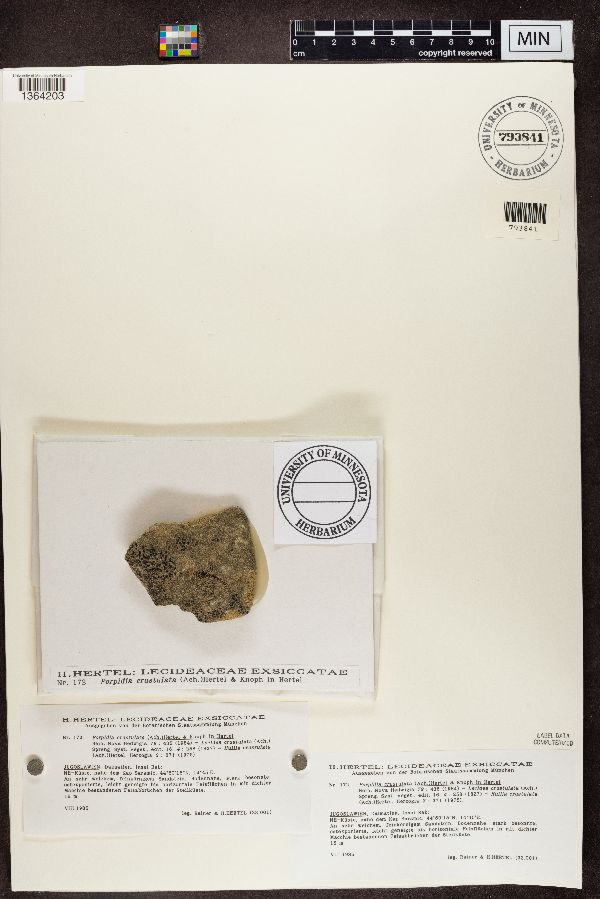 Porpidia crustulata image