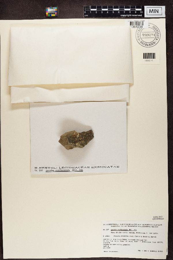 Lecidea confluentula image