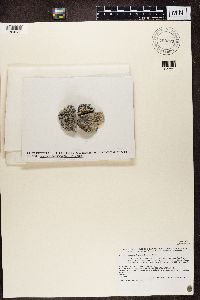 Lecidea lygomma image