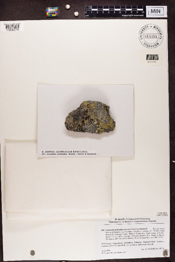 Lecanora oreinoides image
