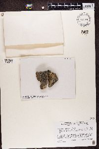 Lecidea lygomma image