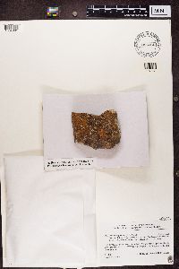 Lecidea lygomma image