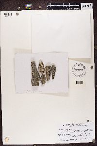 Lecidea lygomma image