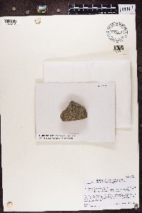 Lecidea lygomma image