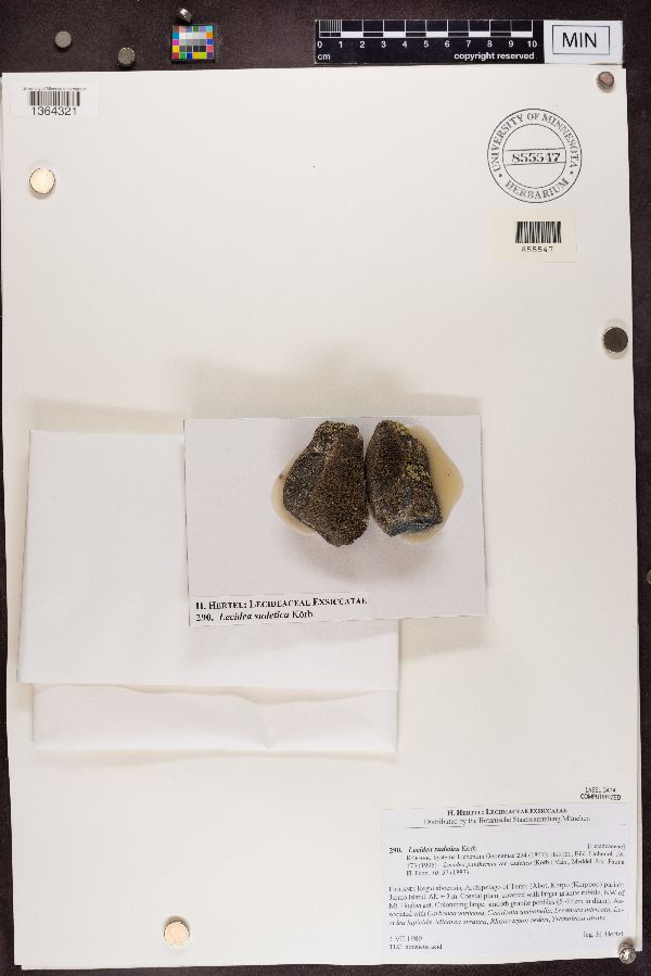Lecidea sudetica image