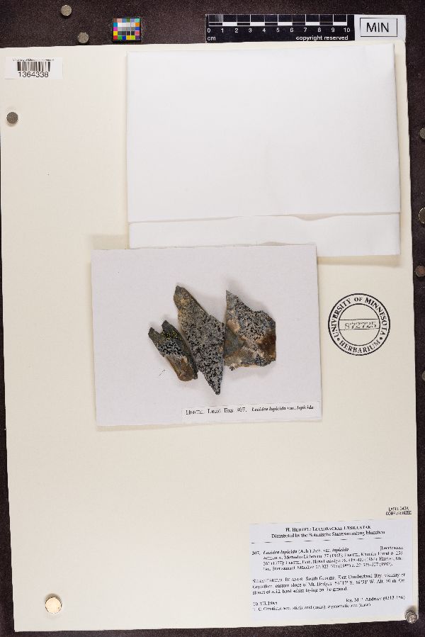 Lecidea lapicida var. lapicida image