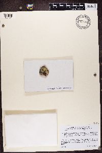 Rimularia insularis image