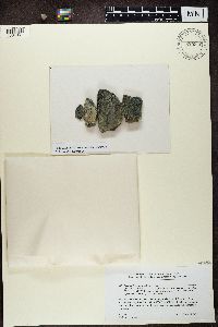 Lecidea lygomma image