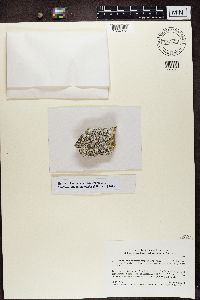 Image of Catillaria atomarioides