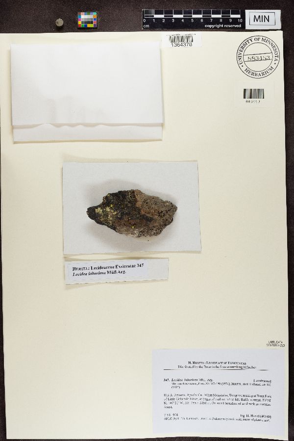 Lecidea laboriosa image