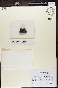 Lecidea lygomma image
