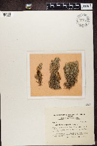 Cladonia alpestris image