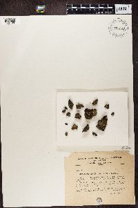 Protoparmeliopsis garovaglii image